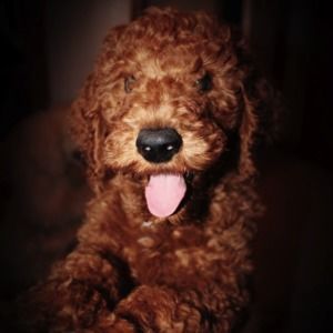 Meet your Posher, Sacheen